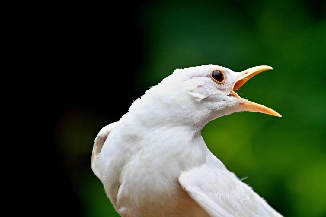 Neįprasti gyvūnai – albinosai