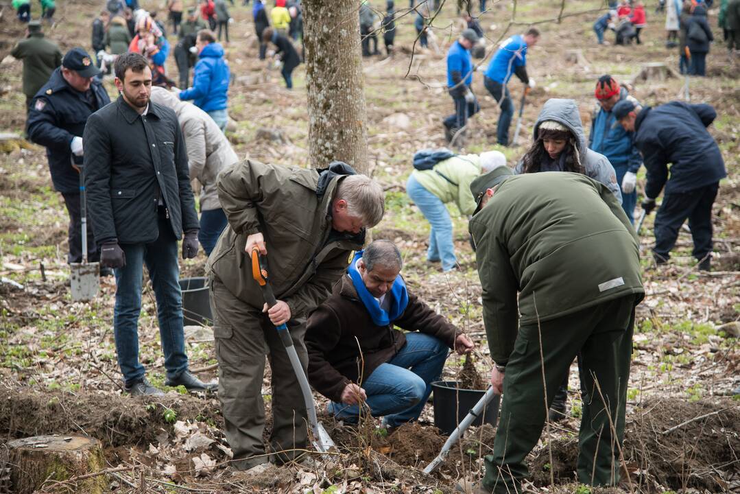 Ąžuolų giraitės „Izraelita” sodinimas