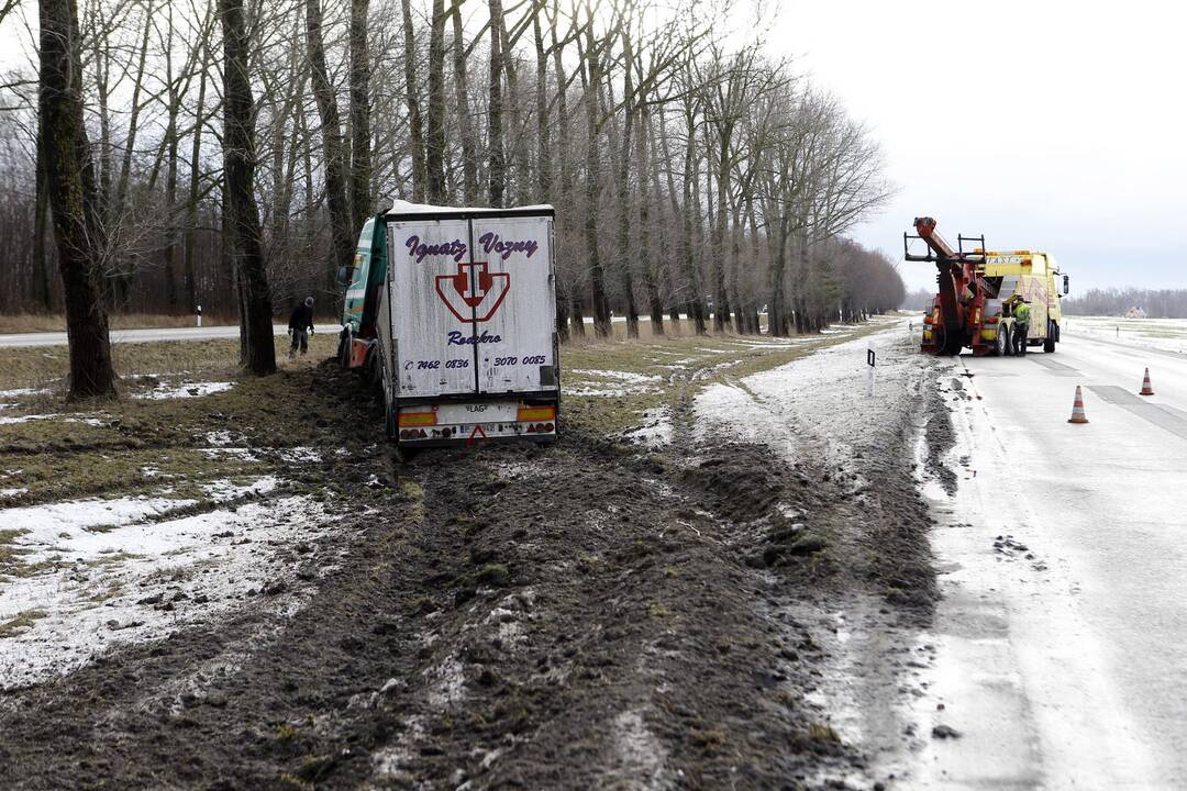 Vilkikas nuslydęs nuo Palangos kelio