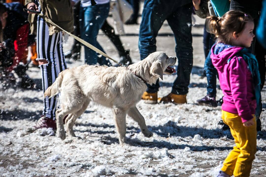 Pagalvių mūšis Vienybės aikštėje