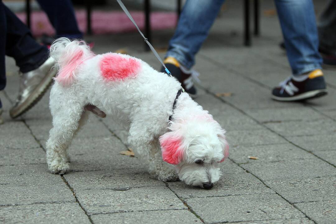 „Pink Run“ bėgimas Kaune