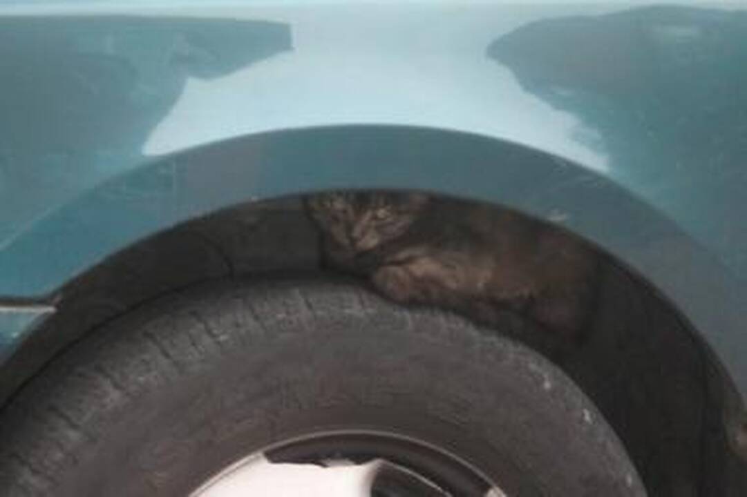 Katinai šilumos ieško po ratais