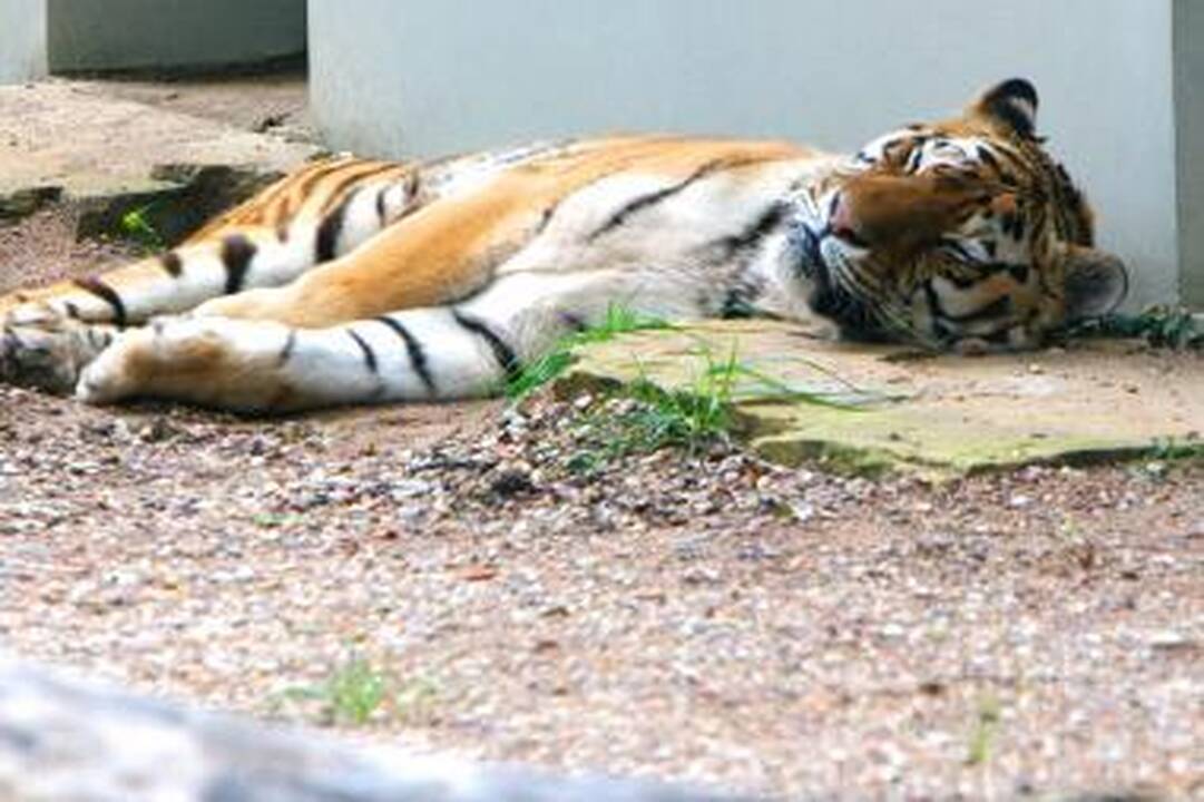 Kauno choro laimėti pinigai pasiekė Zoologijos sodą 