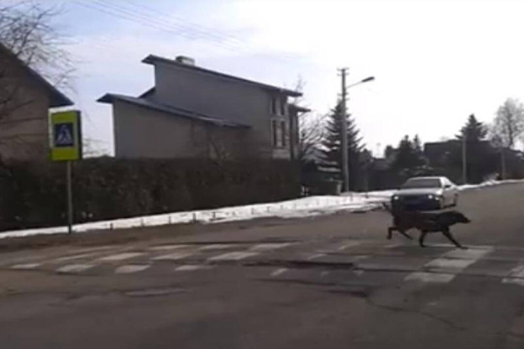 Kaip per gatvę pėdina pavyzdingai išauklėti šunys