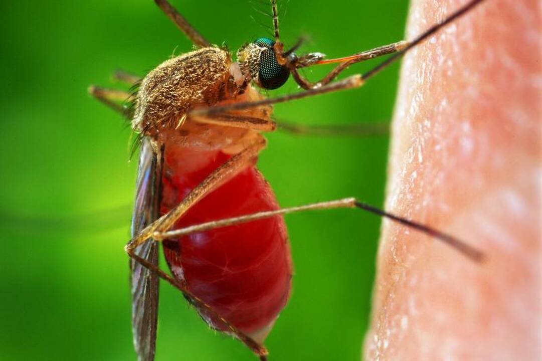 Klaipėdoje gydomas maliarija užsikrėtęs vyras 