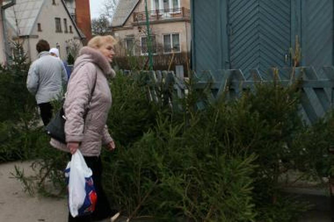 Prekyba kalėdinėmis eglutėmis jau prasidėjo