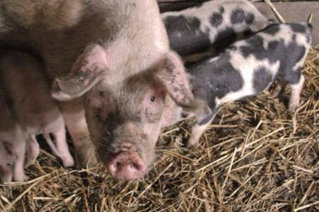 Rusai neįsileido kiaulių siuntos iš Lietuvos 