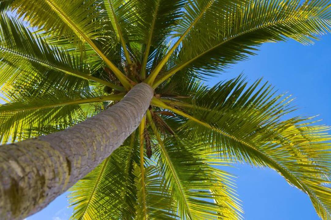 Ateitis: palmės ir miškai Antarktidoje  