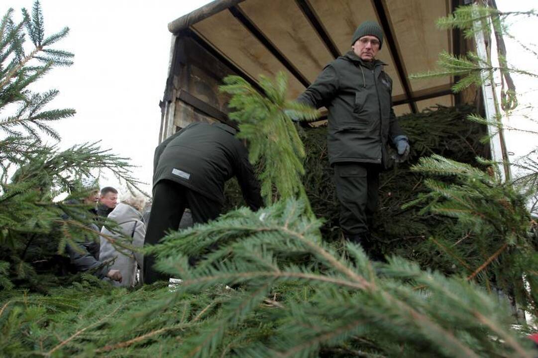 Kalėdinių eglių surinkta trečdaliu daugiau nei pernai