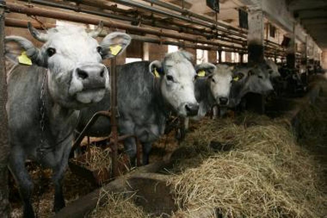 "Pieno LT" ir Kauno LEZ sklypo nuomos sutartis - po paraiškos ES paramai patvirtinimo