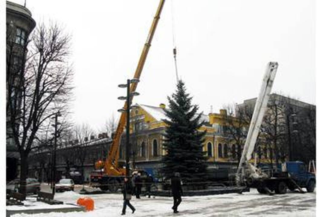 Laisvės alėjoje ir Vienybės aikštėje bus pastatytos kalėdinės eglutės