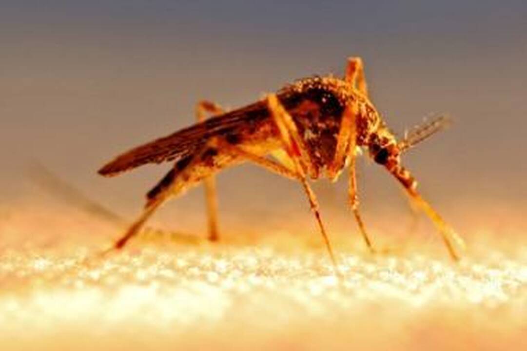 Uodai gali paveldėti nejautrumą DEET
