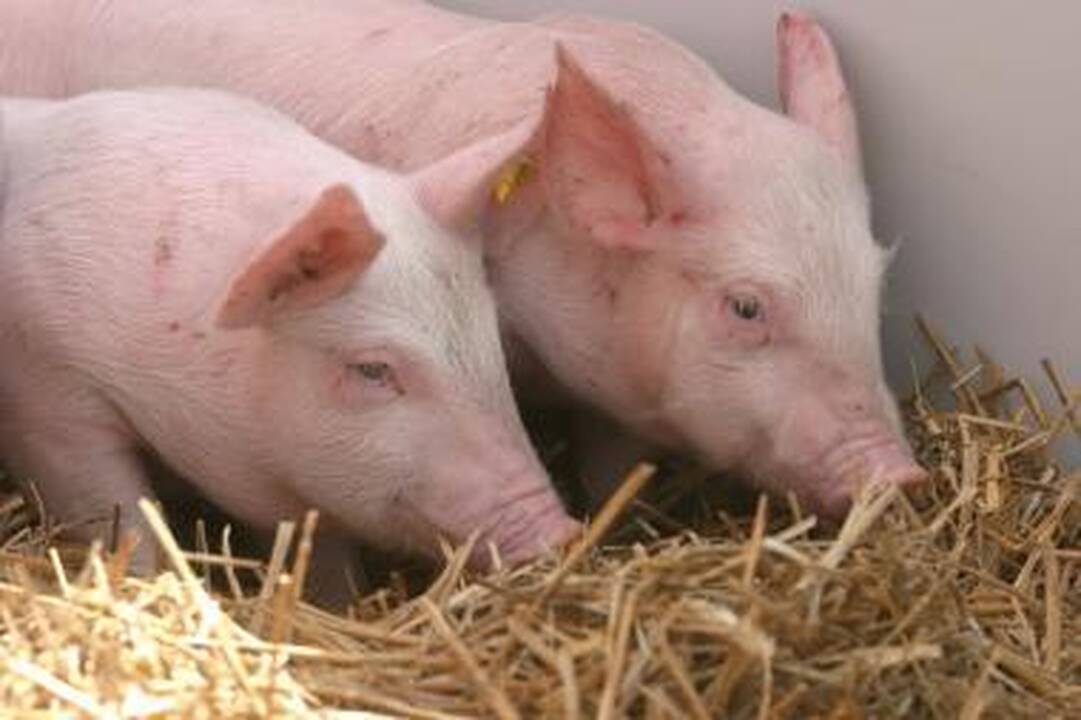 Kiaulių maro židinys likviduotas, eksporto apribojimai panaikinti