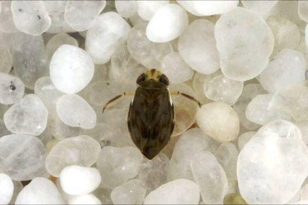 Triukšmingiausias vandens vabalas garsą kelią peniu