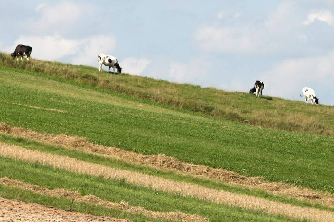 Iš ganyklos pavogtą veršelį vežėsi automobilio bagažinėje