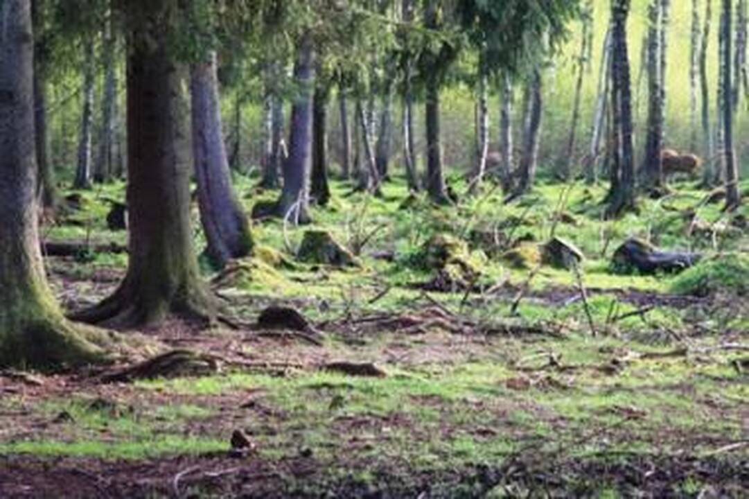 Trečdaliu sumažėjo neteisėtų miško kirtimų