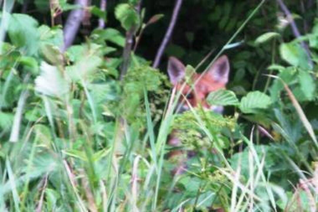Gyventojų prašoma neliesti jaukų su vakcina nuo pasiutligės