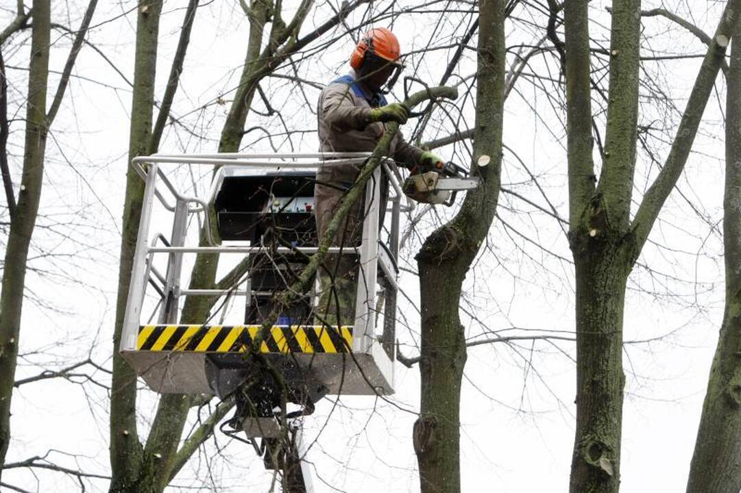 Klaipėdoje intensyviai vykdomi medžių genėjimo darbai