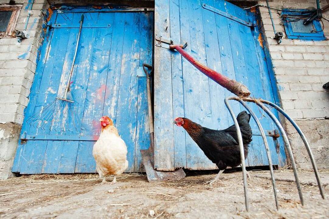 Miestiečiai veržiasi į kaimą: darbas už ekologišką stogą ir maistą