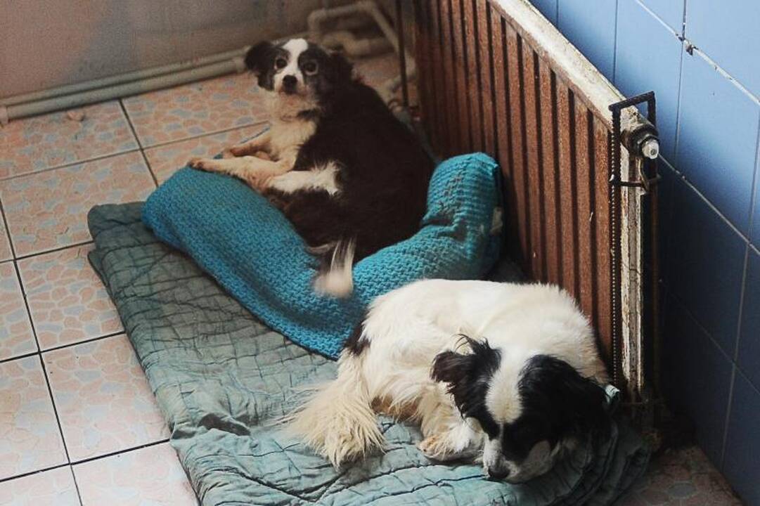 „Grinda“ ir gyvūnų globėjai sugyvena kaip šuo su kate