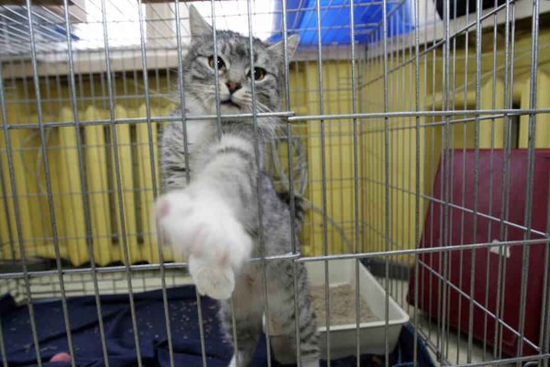 Gyvūnų prieglauda "Lesė" lieka be pastogės. Keturkojai - vėl į gatvę?