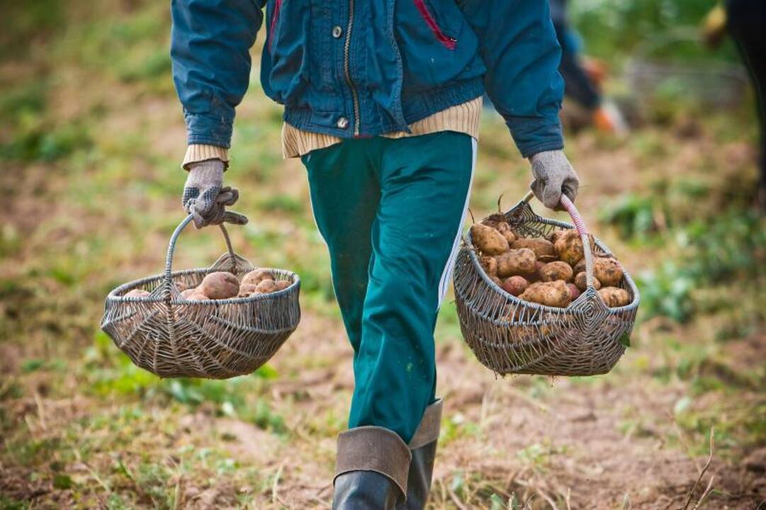 Lietuvoje vasarį labiausiai brango varškė, smarkiausiai pigo bulvės