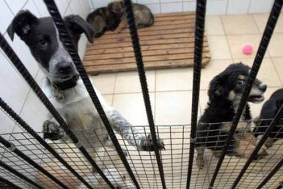 Siūloma didinti baudas už žiaurų elgesį su gyvūnais