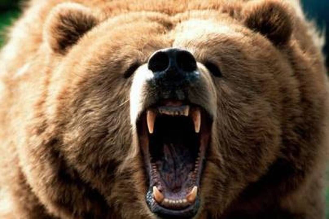 Olandas Vokietijos zoologijos sode išgelbėjo į lokio voljerą patekusią dukrą