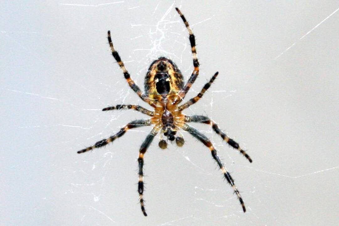 Kaip kryžiuočiai ginasi nuo vagilių skruzdžių?