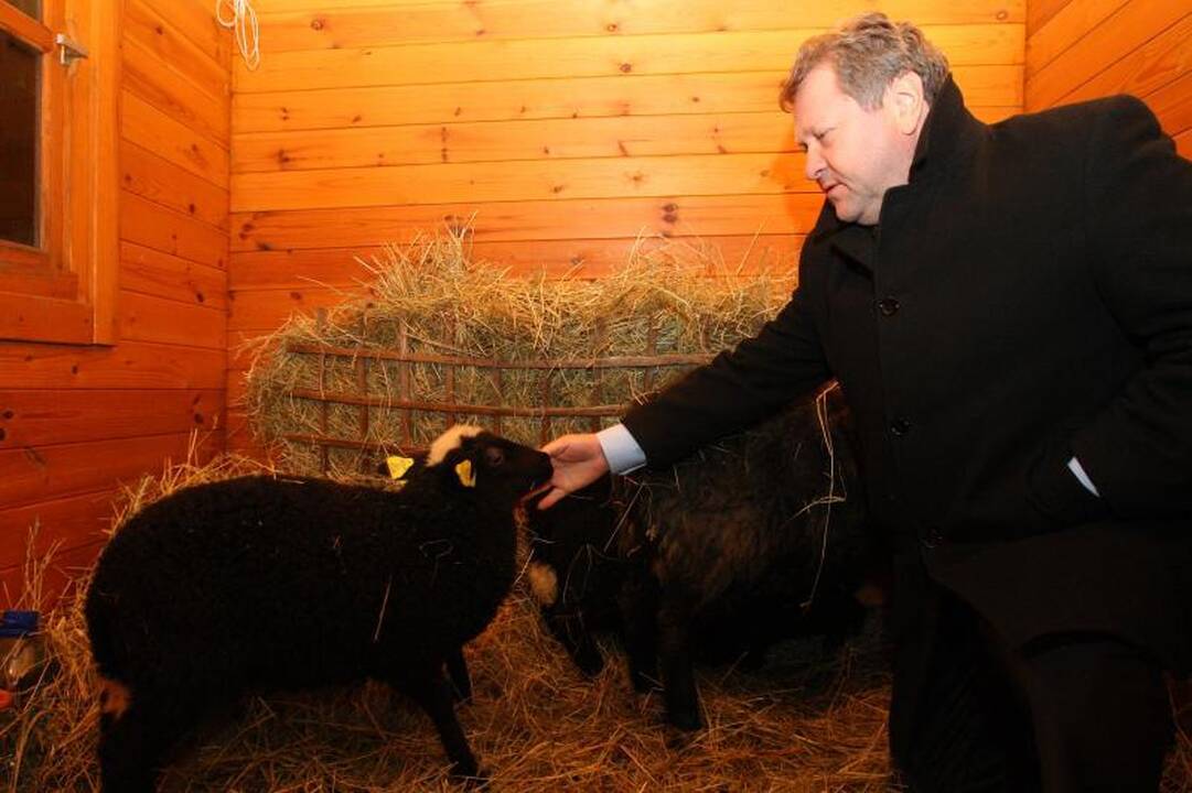 Rotušės aikštėje tradiciškai apsigyveno avys