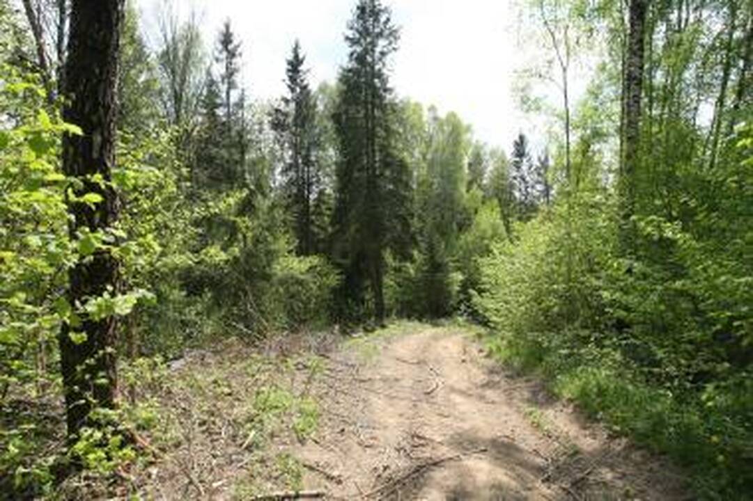 Trakų rajono miške rasti žmogaus kaulai