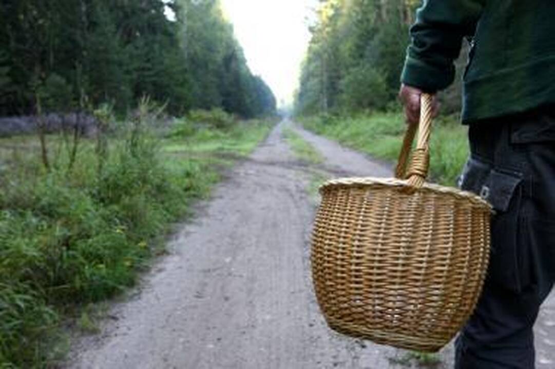 Įteisintas Neringos gyventojų uogavimas ir grybavimas
