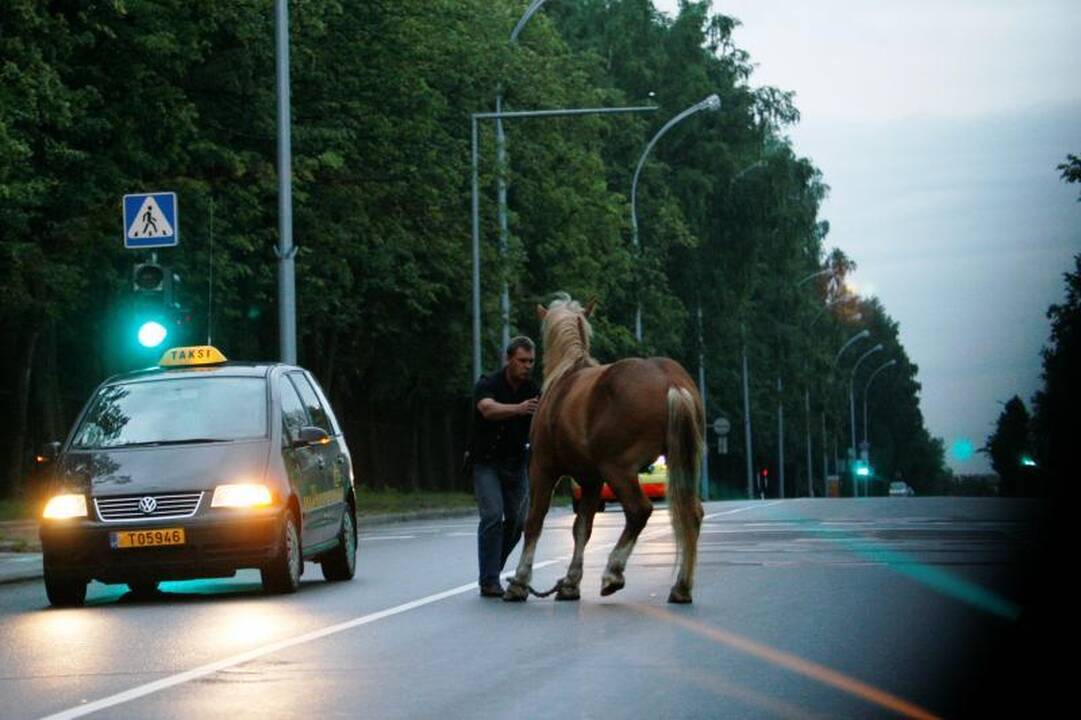 Po sostinę blaškėsi supančiotas arklys
