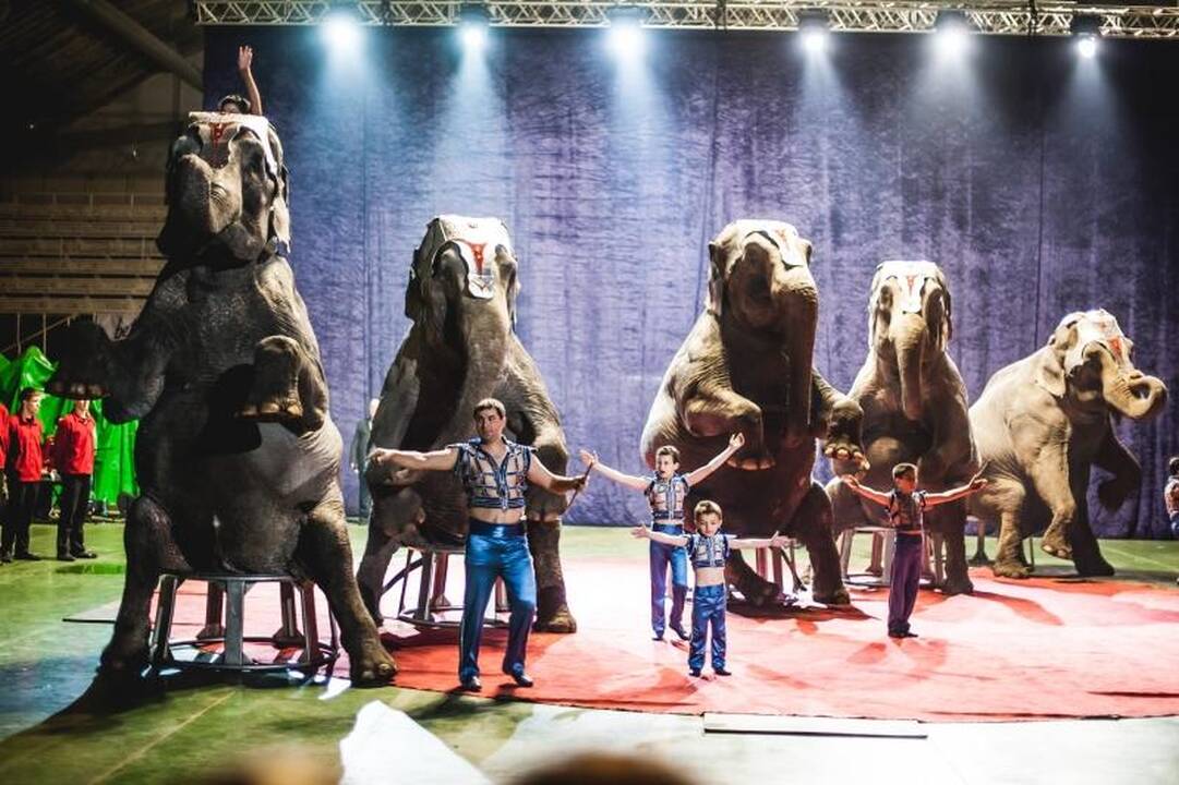 Nepaisant protestų, Kaune drambliai šoko „Gangnam style“ ritmu