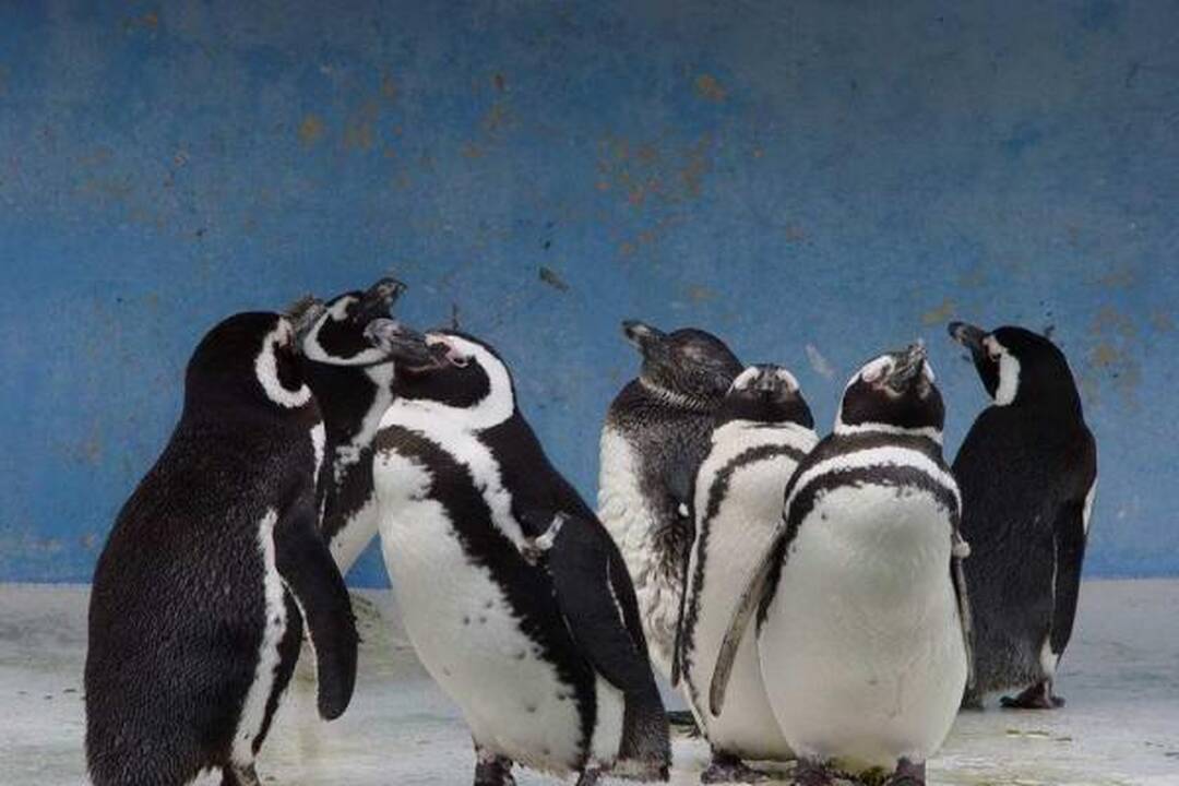 Pingvinų „bendrabutyje“ – 600 tūkst. gyventojų