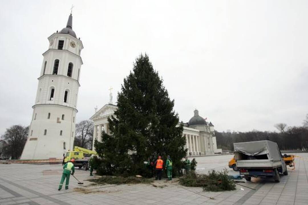 Pagrindinė šalies Kalėdų eglė virs biokuru 