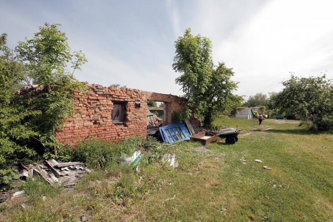 Kiaulides Klaipėdoje griaus už ES tūkstančius