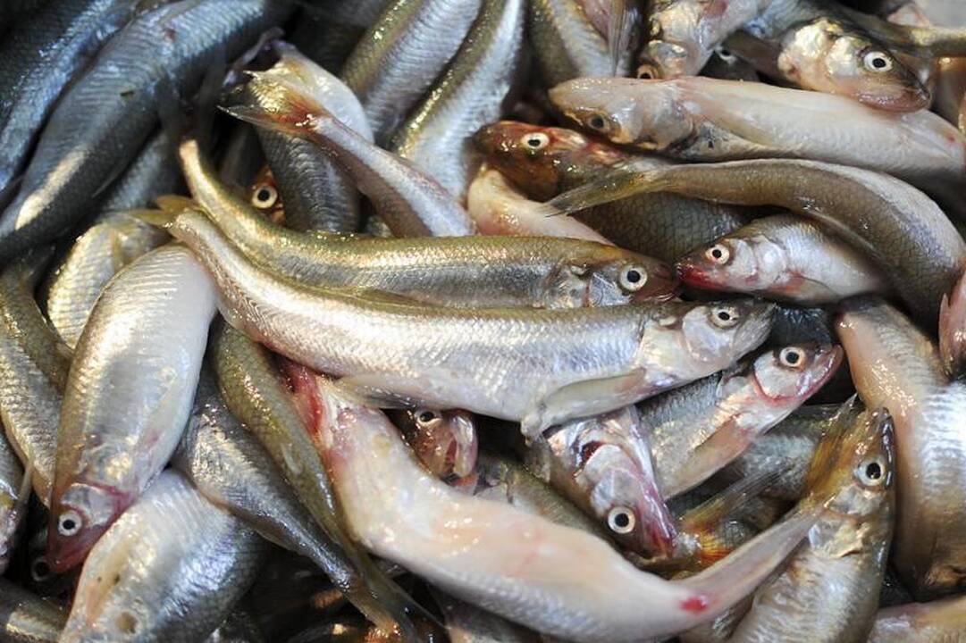Sostinės turguose – šviežios žuvies metas