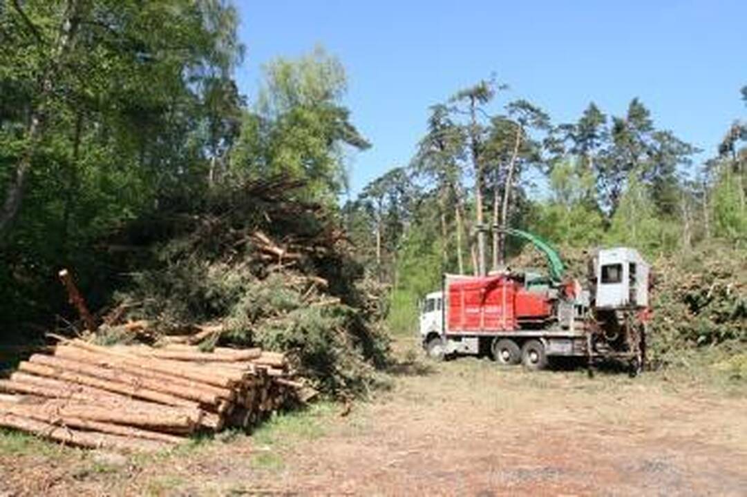 Raginama atšaukti supaprastintą miškų kirtimo tvarką škvalo nusiaubtuose rajonuose