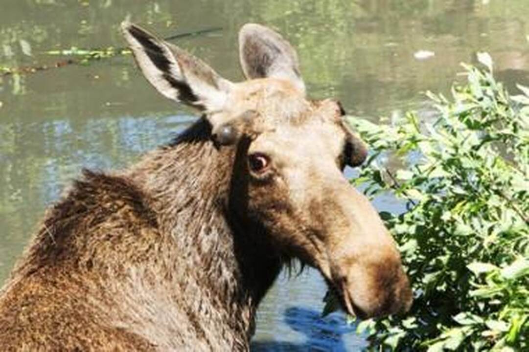 Apie laukinius žvėris vilniečiai galės pranešti telefonu 112