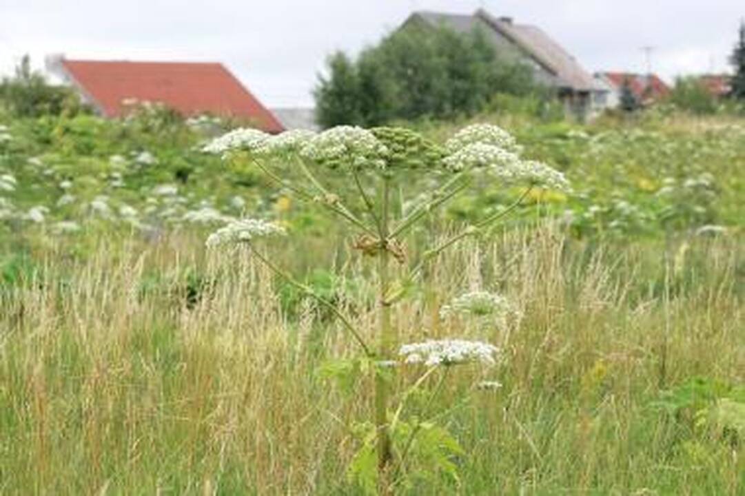 Valstybė nepadeda kovoti su barščiais