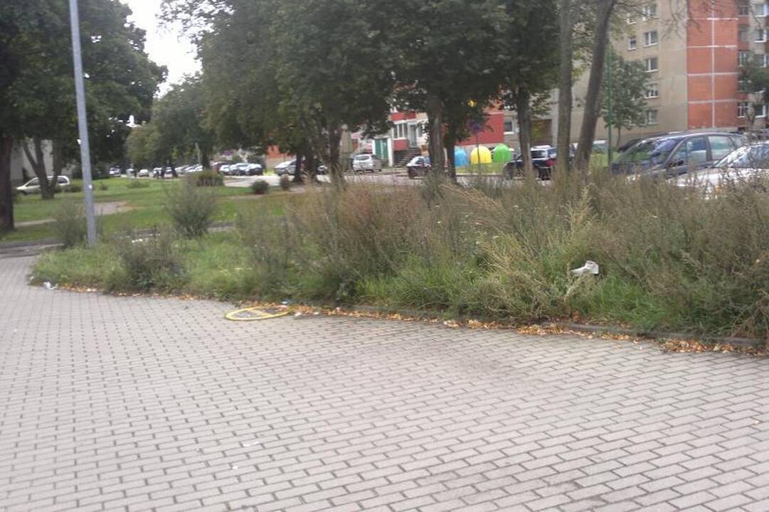 Uostamiesčio žolėse galima paslėpti automobilį