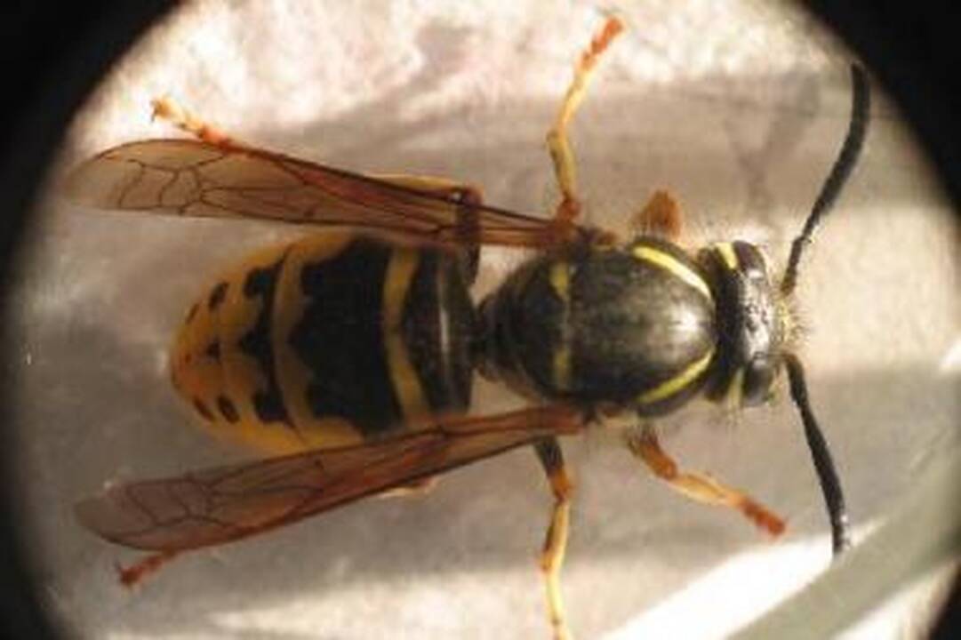 Kova už maistą arba kodėl vapsvos skraidina skruzdėles?