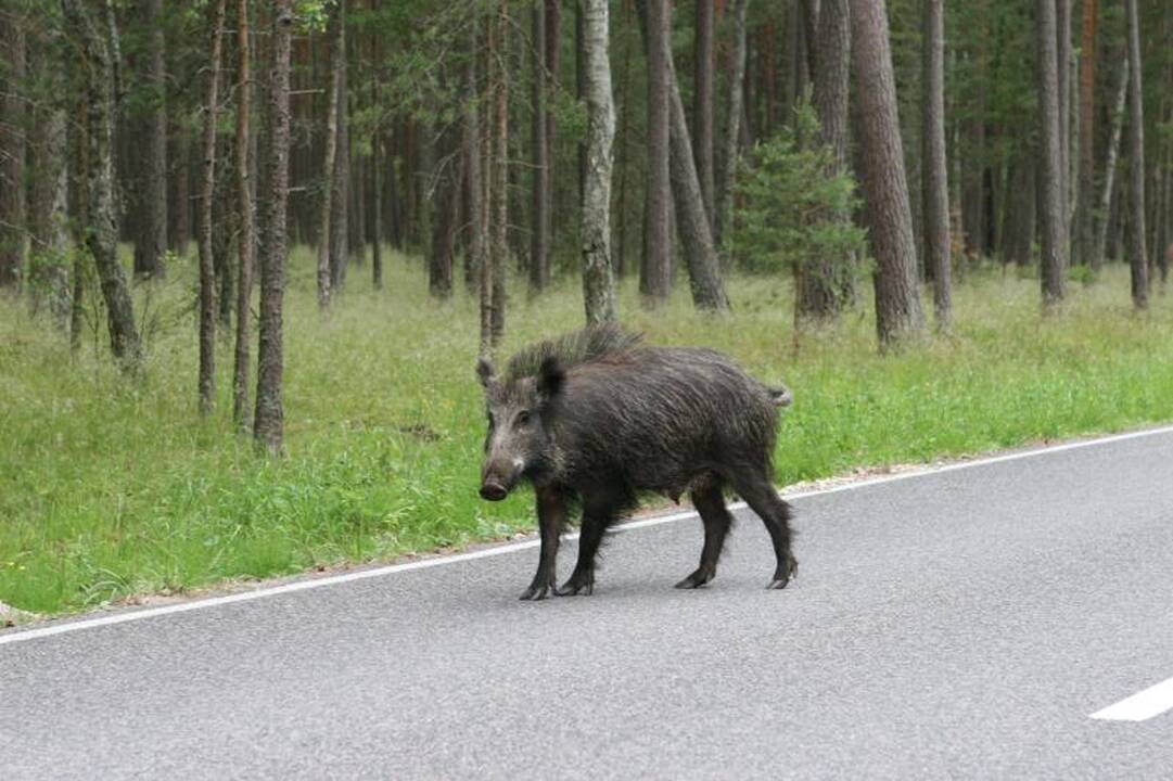 Klaipėdiečiai trichinelioze užsikrėtė nuo šernienos