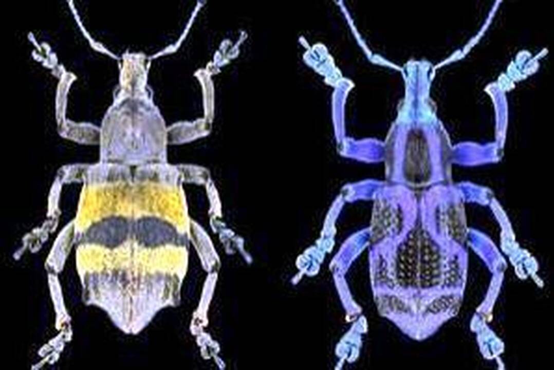 Vabalas su prisukamomis kojomis