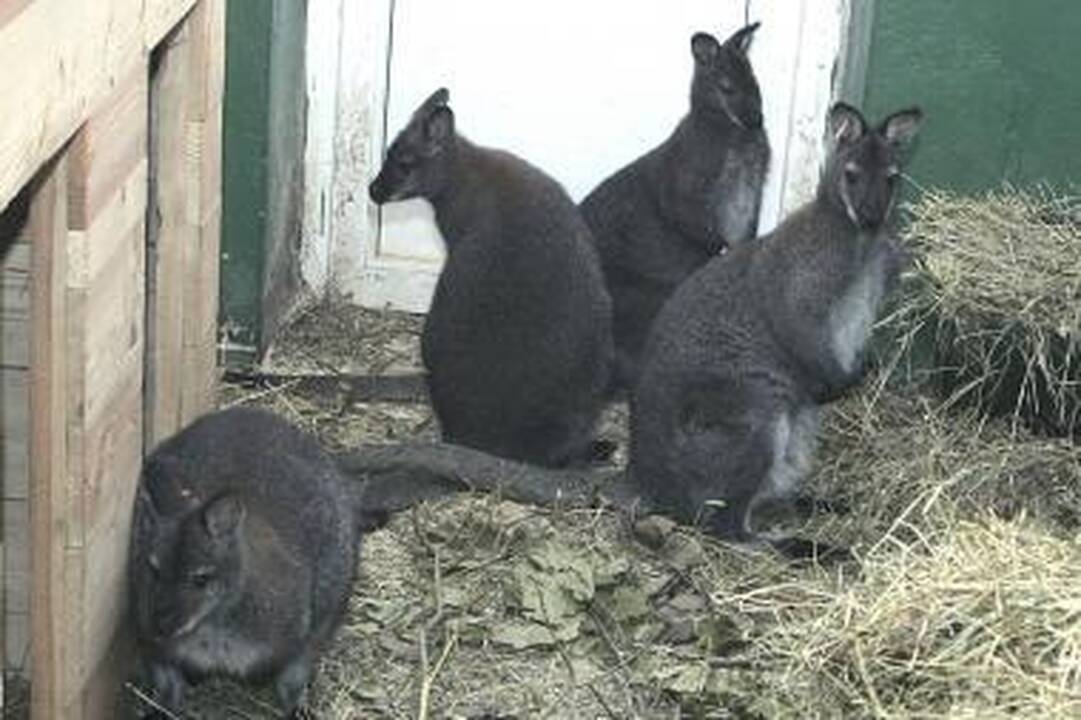 Zoologijos sode – kupranugarių ir kengūrų jaunikliai