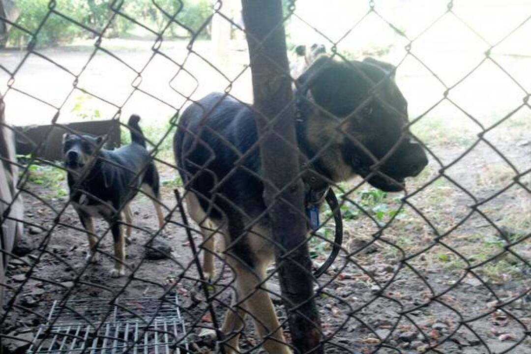 Šunų prieglaudoje – katės gelbėjimo operacija