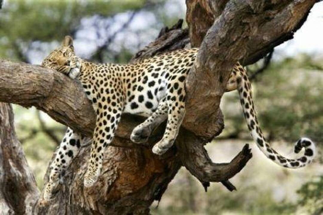 Primorėje užsiliepsnojo draustinis su nykstančiais leopardais