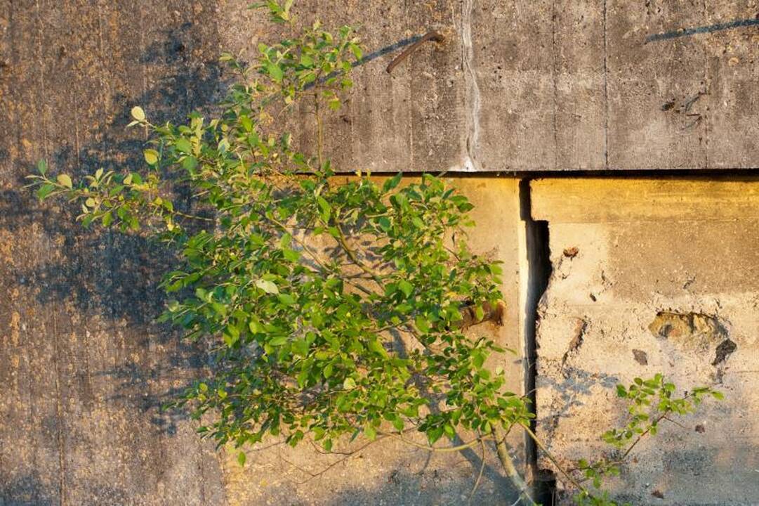 Supelijo Joniškio Raudonoji sinagoga