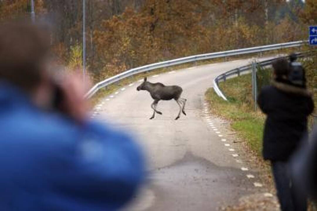 Krašto keliuose pavojingiausi gyvūnai